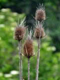 Dipsacus laciniatus. Верхушки побегов высохшего растения с прошлогодними соплодиями. Крым, Бахчисарайский р-н, Качинский каньон, берег р. Кача. 09.06.2016.