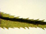 Dicranum polysetum