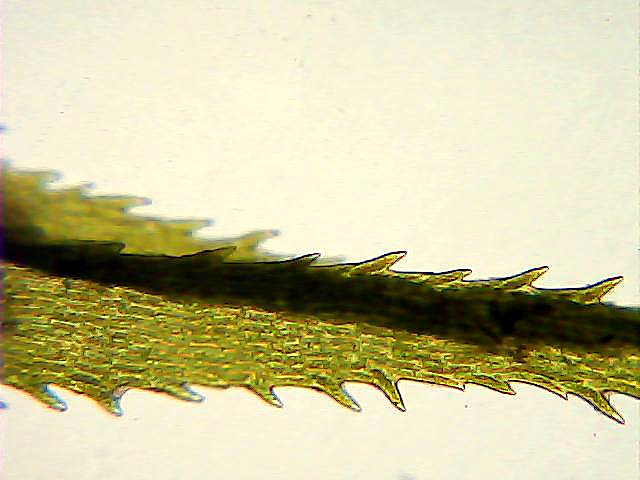 Image of Dicranum polysetum specimen.