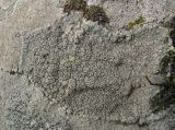 Diploschistes scruposus