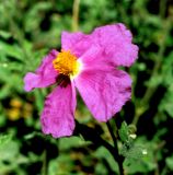 Cistus tauricus. Цветок. Украина, Крым, окрестности п. Никита, заповедник \"Мыс Мартьян\". Начало июня 2003 г.