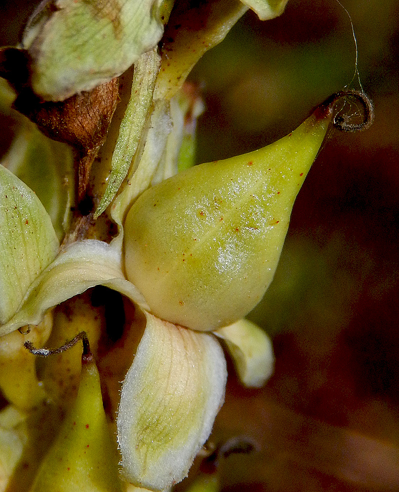 Image of Digitalis schischkinii specimen.