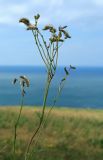 Sanguisorba tenuifolia. Верхушка цветущего растения. Сахалинская обл., Томаринский р-н, окр. м. Старомаячный, луг в верхней части сопки. 21.08.2016.
