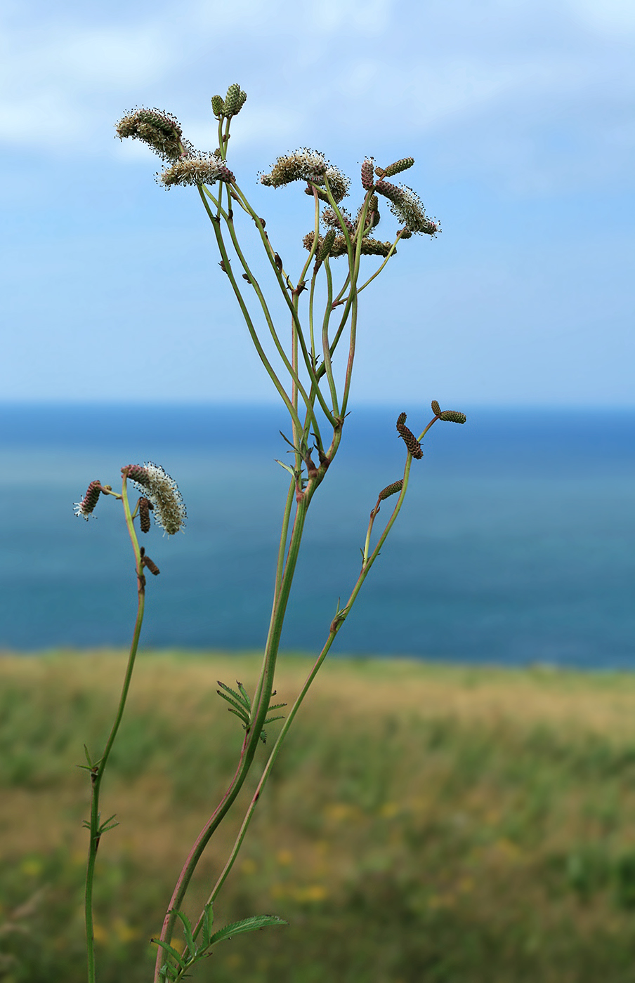 Image of Sanguisorba tenuifolia specimen.