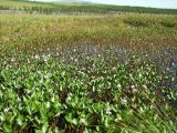 Menyanthes trifoliata