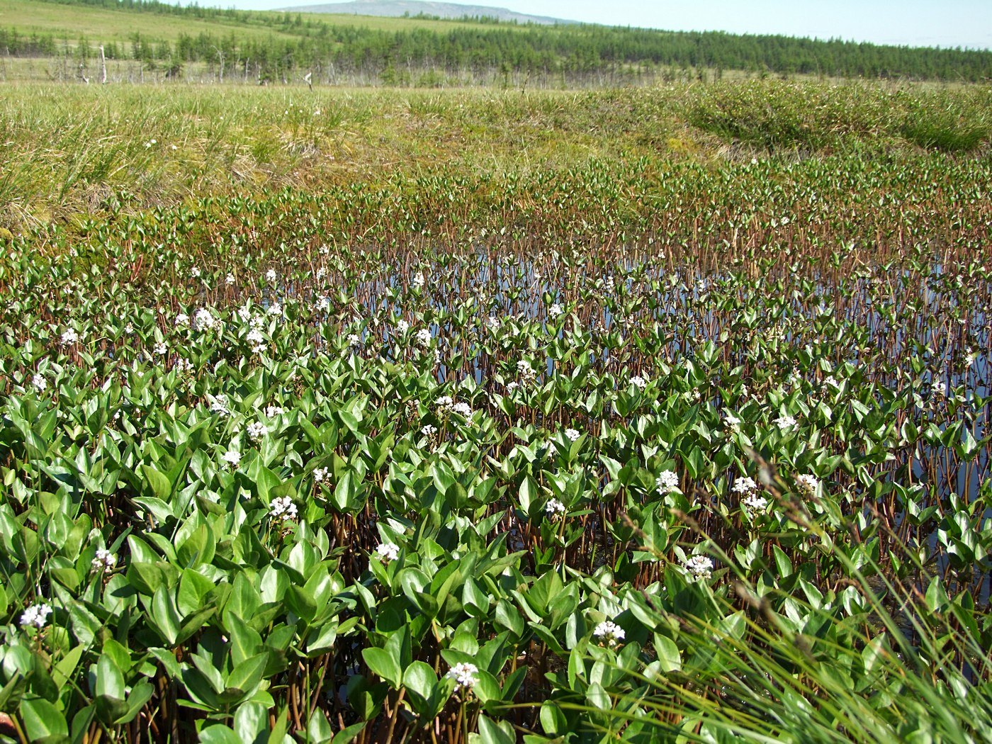 Image of Menyanthes trifoliata specimen.