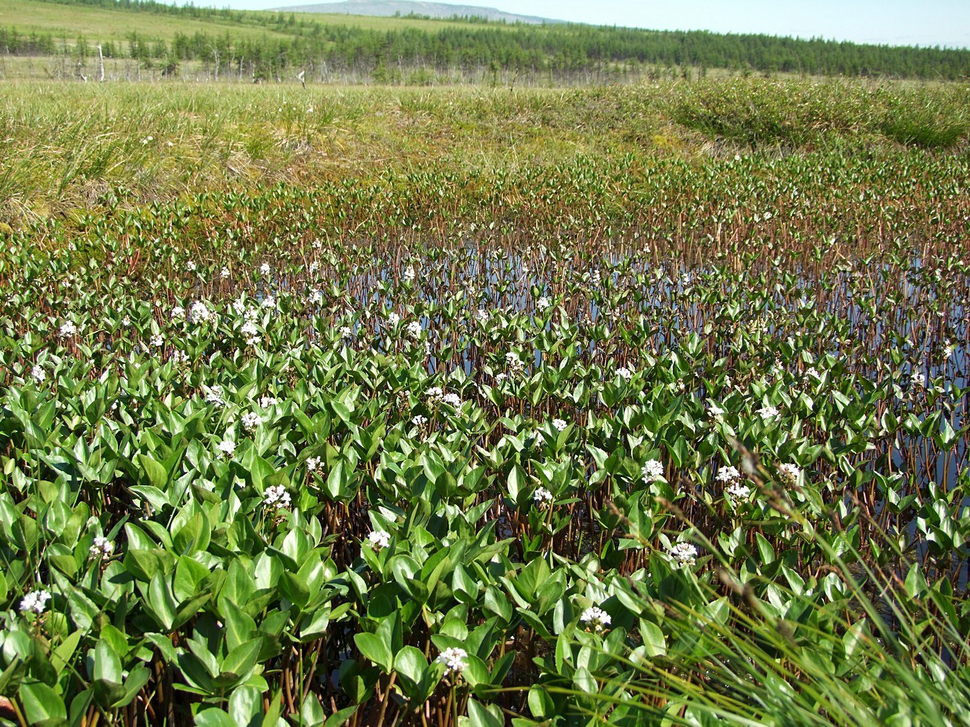 Изображение особи Menyanthes trifoliata.