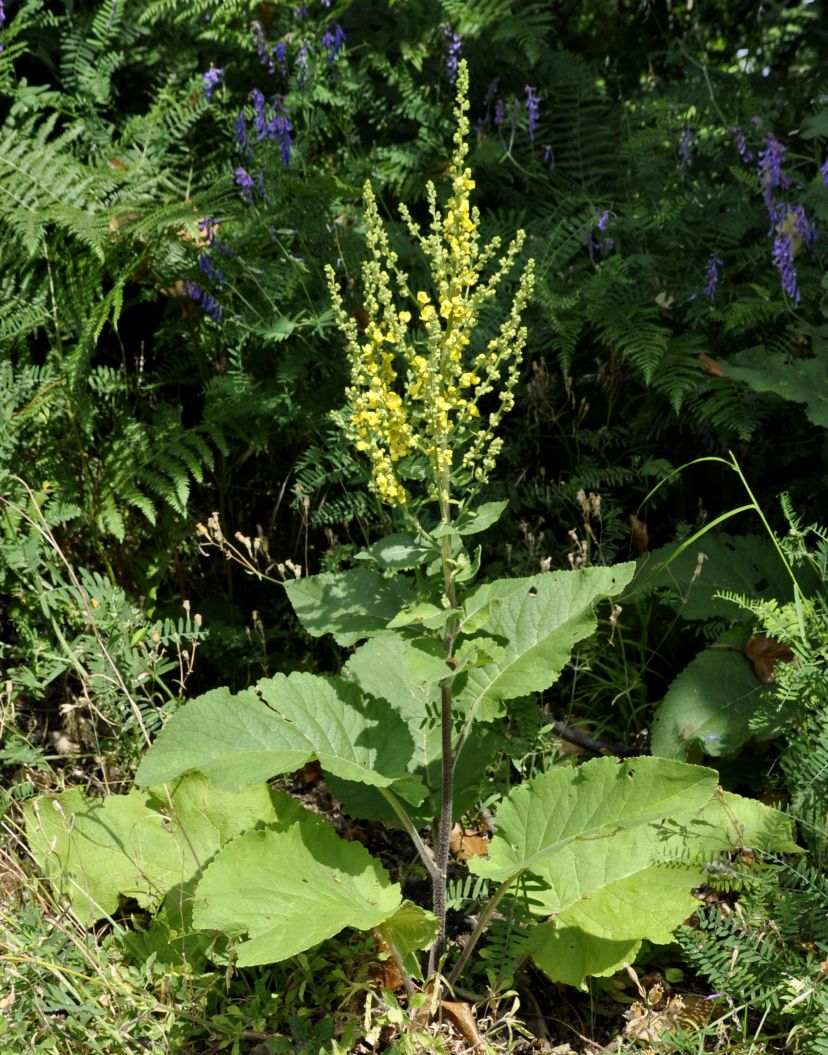 Image of Verbascum glabratum specimen.