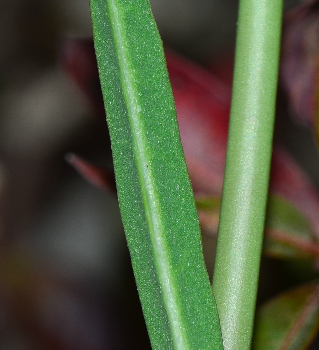Image of Euphorbia xanti specimen.