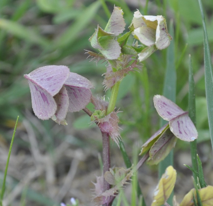 Image of familia Fabaceae specimen.