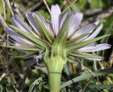 Tragopogon subspecies eriospermus