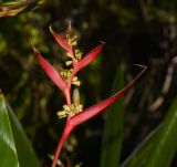 Heliconia psittacorum. Верхушка побега с общим соплодием. Таиланд, о-в Пхукет, курорт Ката, территория гостиницы, в культуре. 10.01.2017.