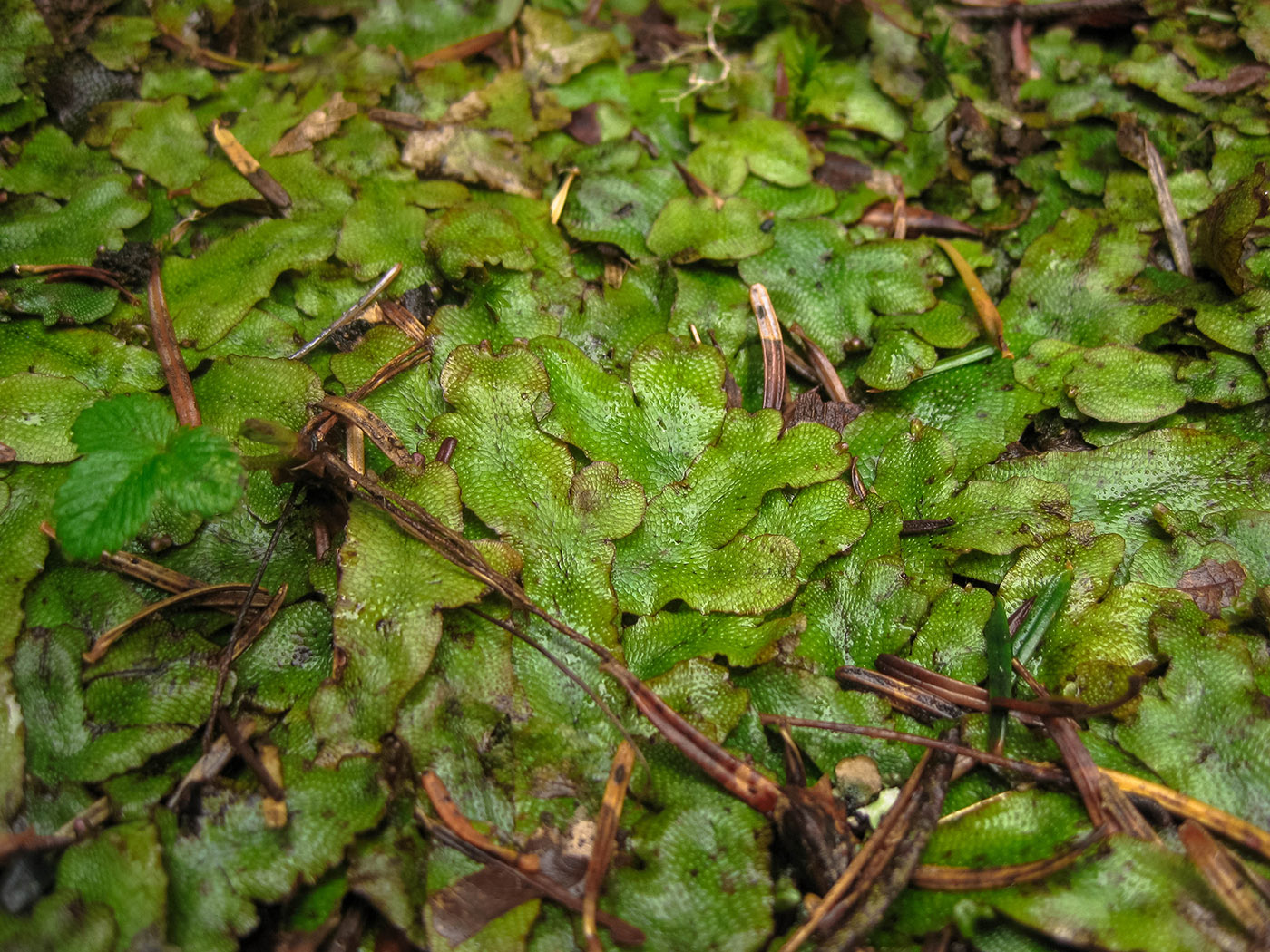 Image of Conocephalum conicum specimen.