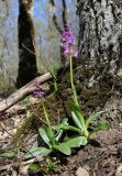 Orchis mascula