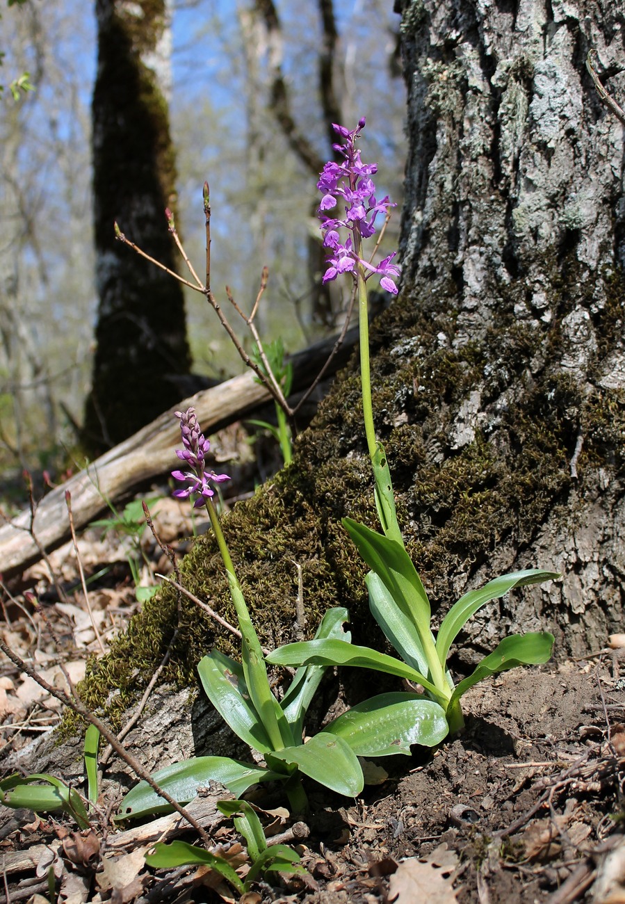 Изображение особи Orchis mascula.