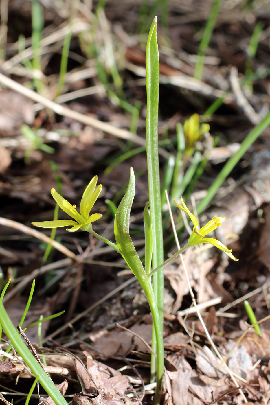 Изображение особи Gagea brevistolonifera.