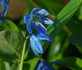 Scilla siberica