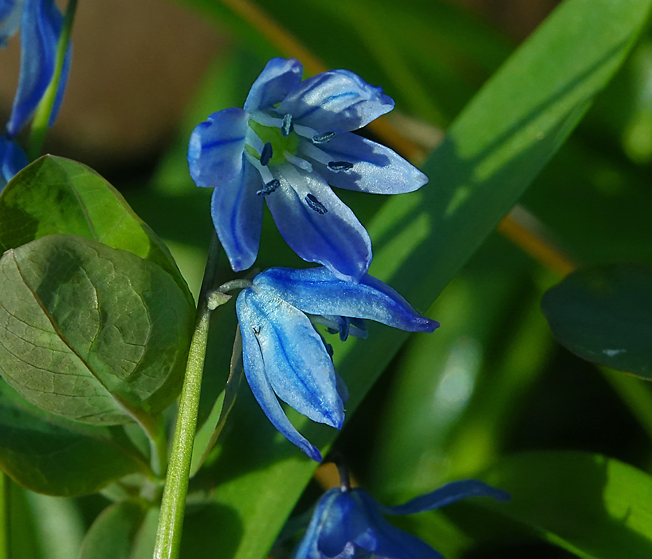 Изображение особи Scilla siberica.