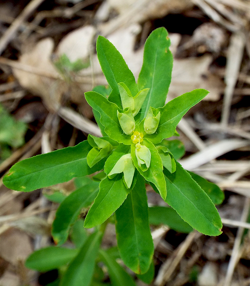Изображение особи Euphorbia stricta.