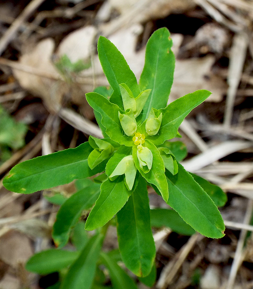 Image of Euphorbia stricta specimen.