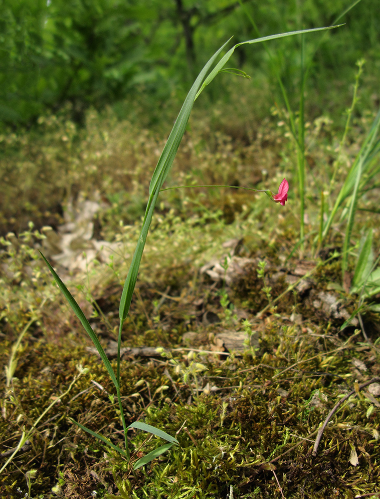 Изображение особи Lathyrus nissolia.