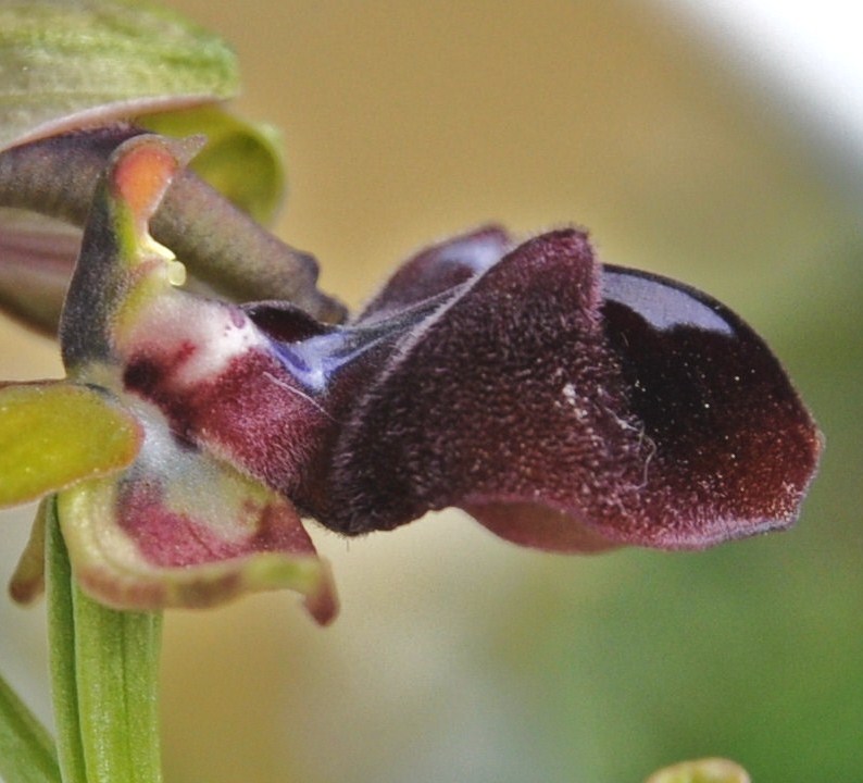 Изображение особи Ophrys mammosa.