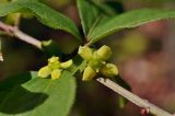 Euonymus sacrosanctus
