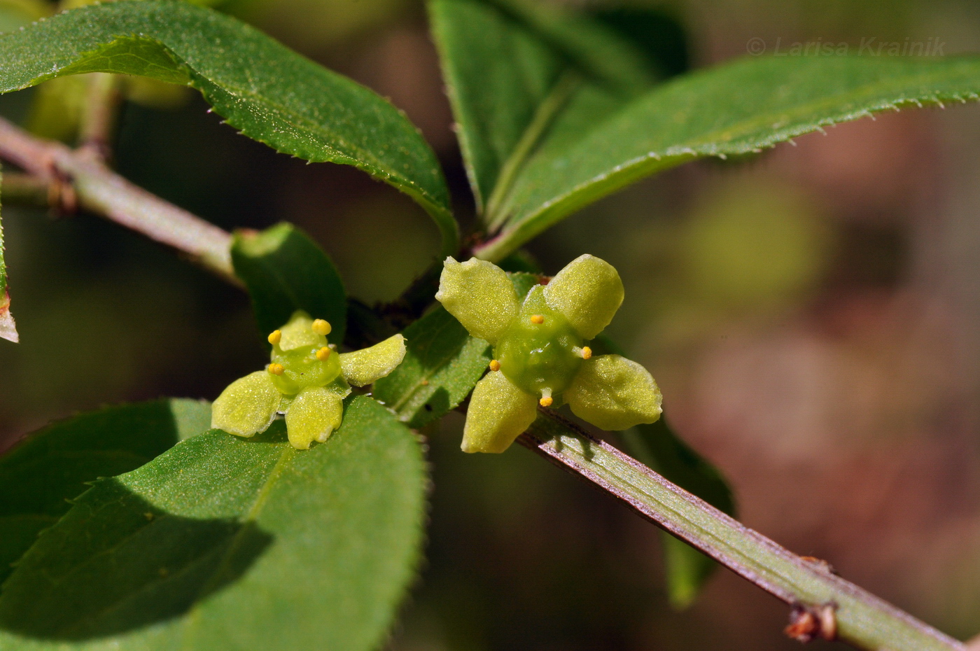 Image of Euonymus sacrosanctus specimen.