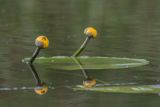 Nuphar lutea. Бутоны и лист. Ростовская обл., Белокалитвенский р-н, окр. хут. Грушевка, р. Кундрючья. 28.05.2017.