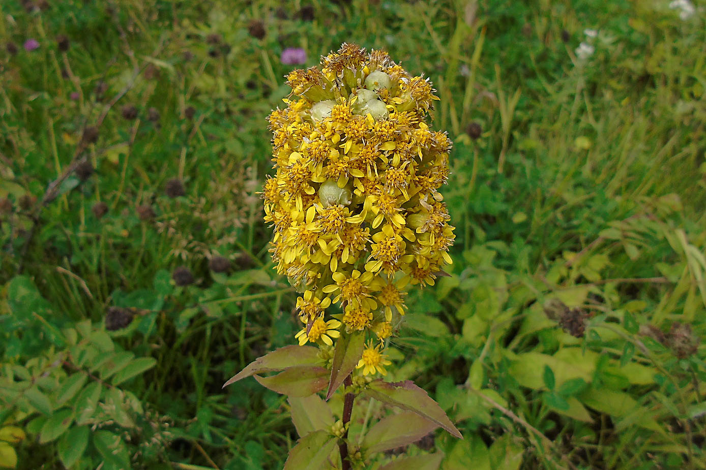 Image of Solidago virgaurea specimen.