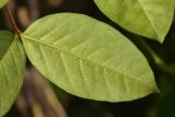Wrightia antidysenterica