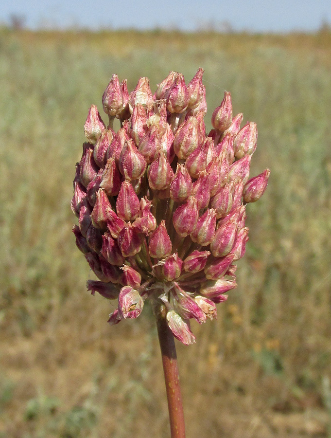 Image of Allium rotundum specimen.