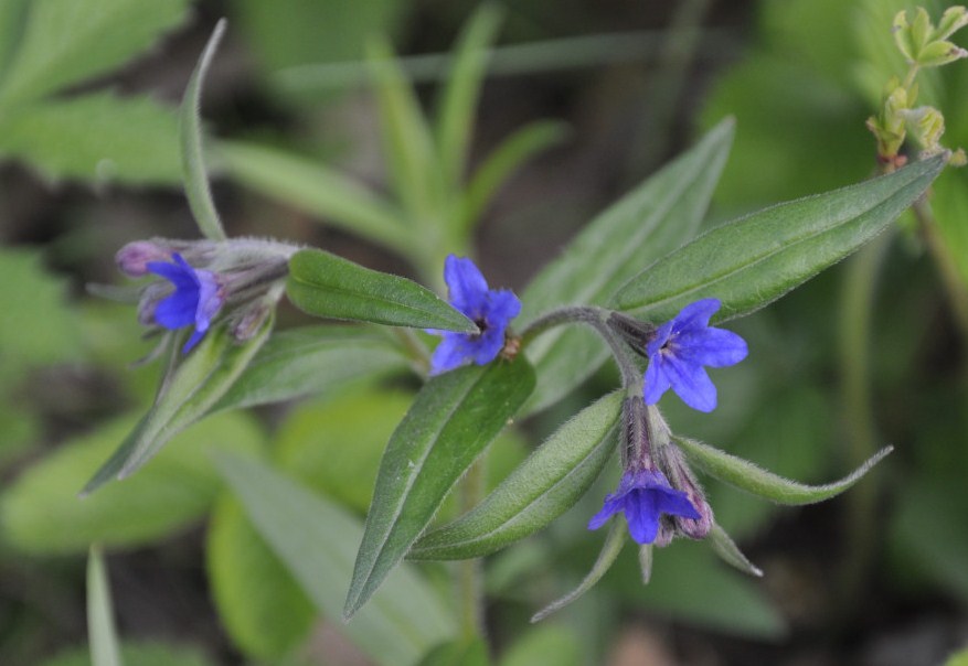 Изображение особи Aegonychon purpureocaeruleum.