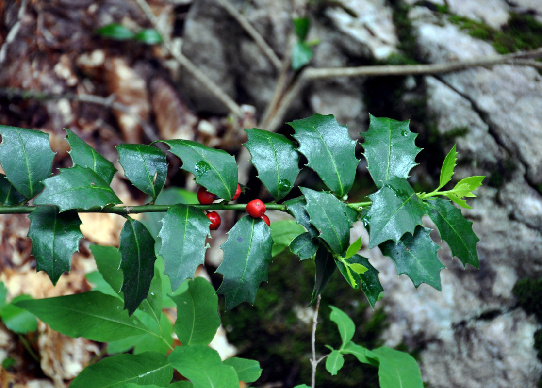 Image of Ilex colchica specimen.