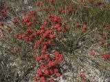 Ephedra distachya