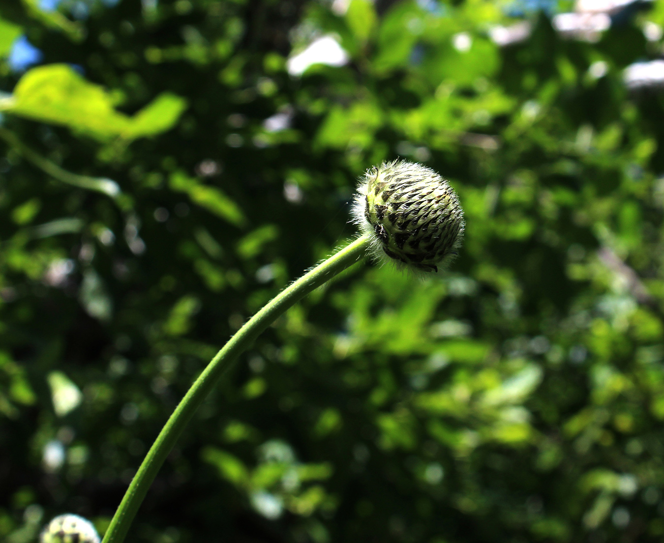 Изображение особи Cephalaria gigantea.