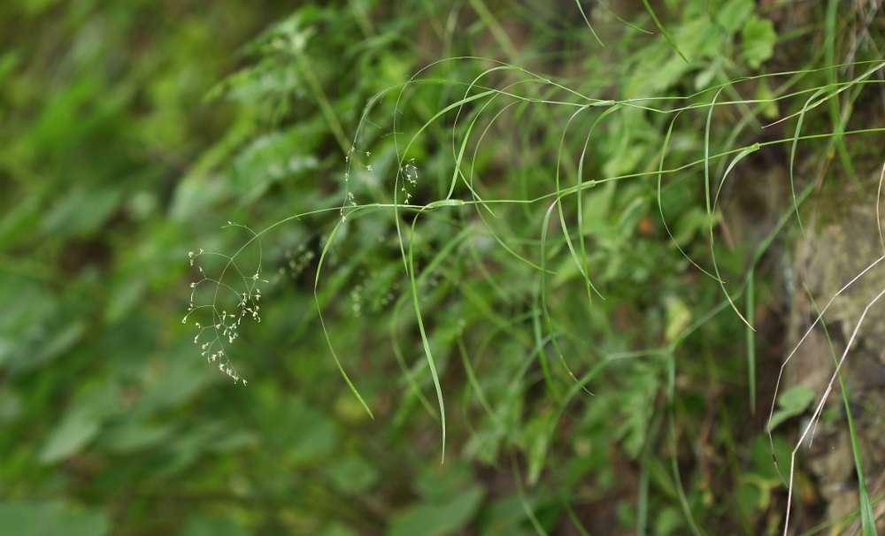 Image of Poa sichotensis specimen.