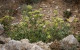 Crithmum maritimum. Цветущие растения. Крым, Черноморский р-н, окр. пос. Оленевка, урочище Атлеш, отвесный щебнистый склон. 18.07.2017.