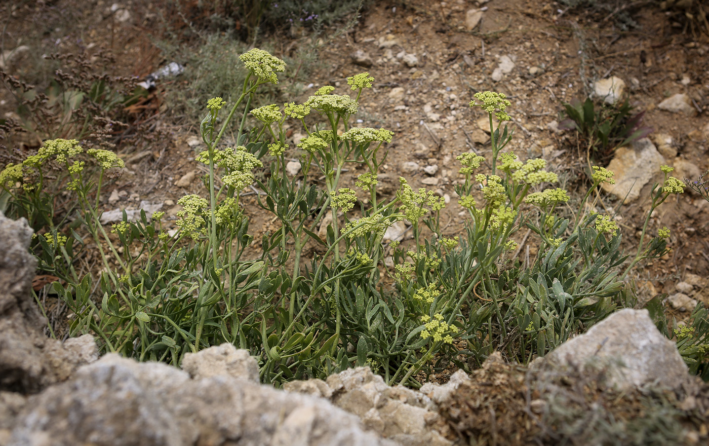Image of Crithmum maritimum specimen.