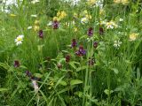 Prunella vulgaris