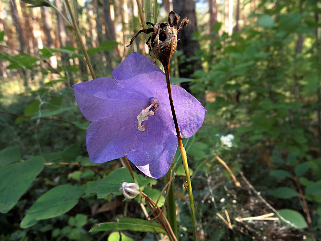 Изображение особи Campanula persicifolia.