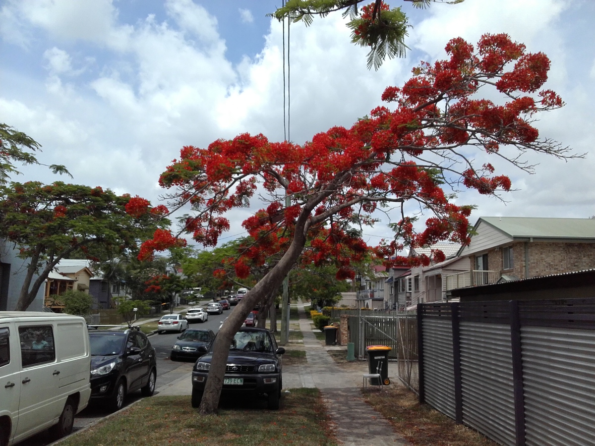 Image of Delonix regia specimen.