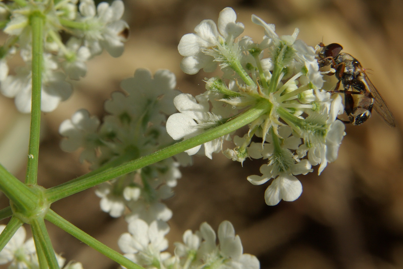 Image of Astrodaucus littoralis specimen.
