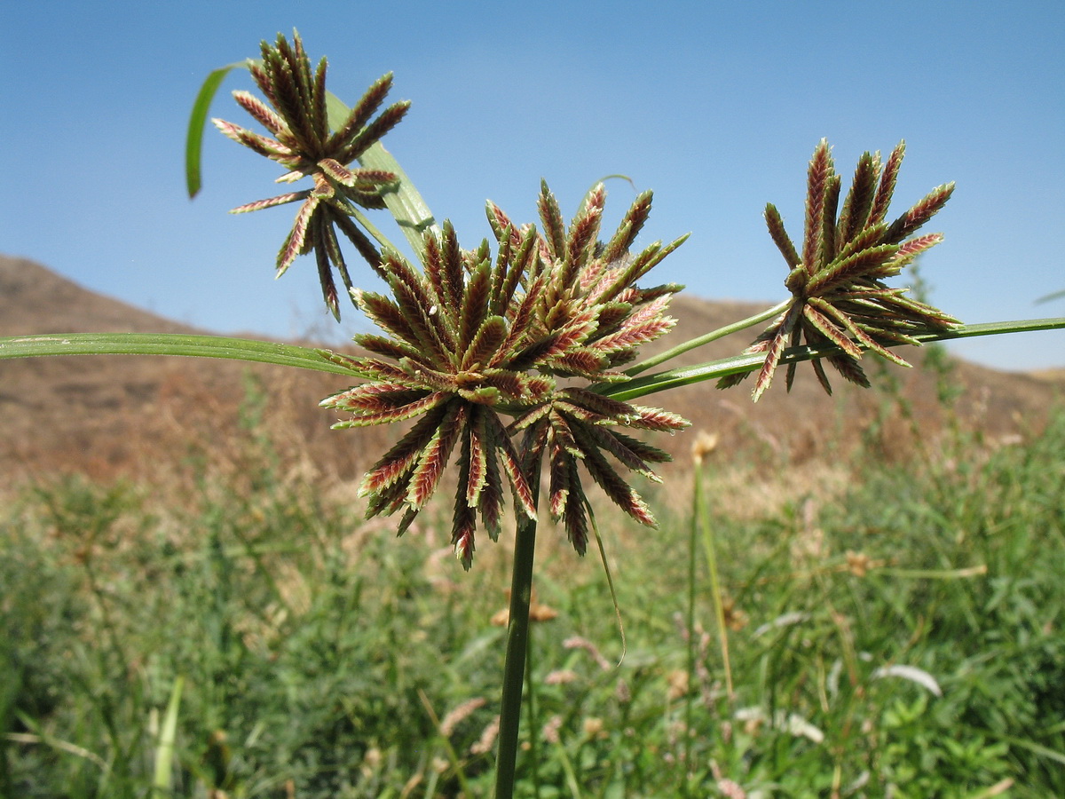 Изображение особи Cyperus glaber.