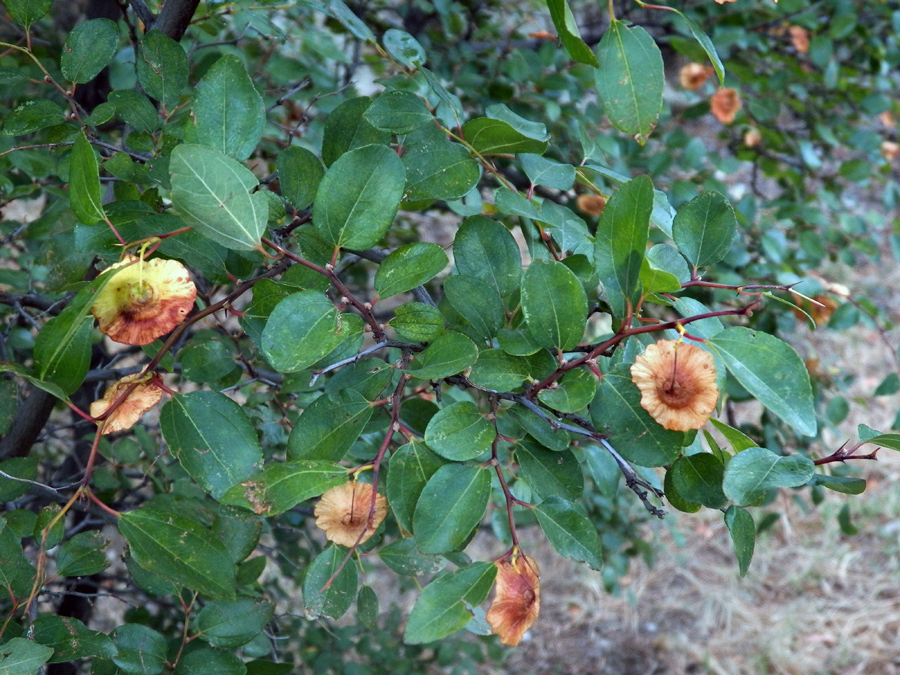 Image of Paliurus spina-christi specimen.