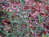 Rosmarinus officinalis. Верхушки побегов. Украина, Ивано-Франковская обл., Болеховский горсовет, Поляницкий сельсовет, Поляницкий региональный ландшафтный парк, туркомплекс \"Скала\", буковый лес, в культуре. 29.09.2017.