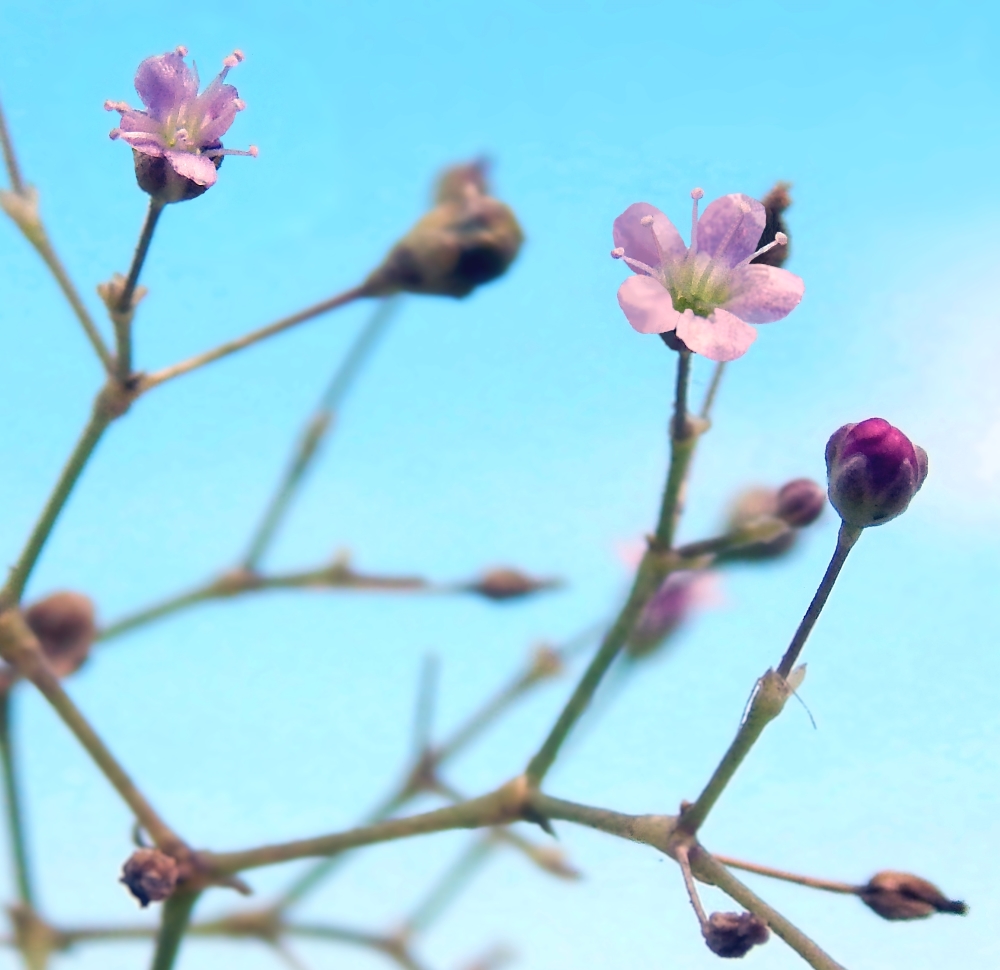 Изображение особи Gypsophila perfoliata.