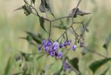 Solanum dulcamara. Соцветие. Иркутская обл., Осинский р-н, окр. дер. Рассвет, Братское вдхр., песчаный берег. 28.07.2017.