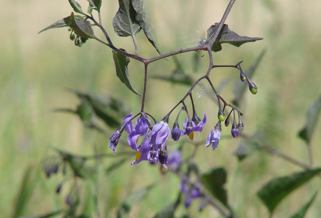 Image of Solanum dulcamara specimen.