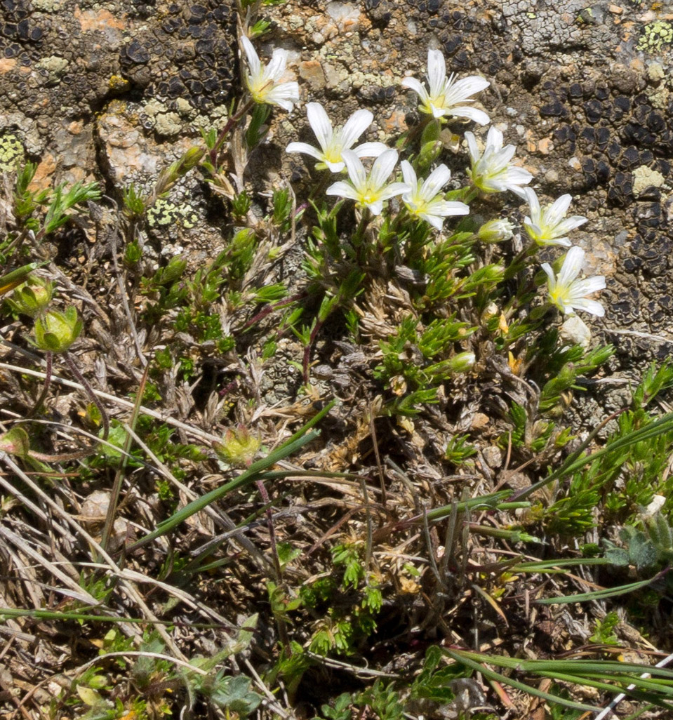 Image of Minuartia imbricata specimen.